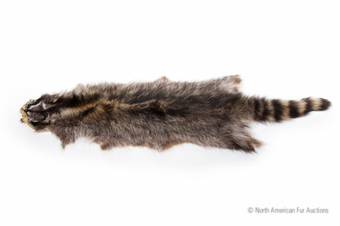 Natural Raccoon